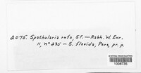 Spathularia flavida image